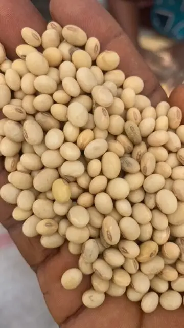 Soybeans