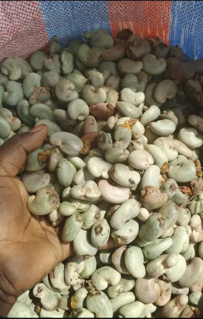 Dried Raw Cashew Nut